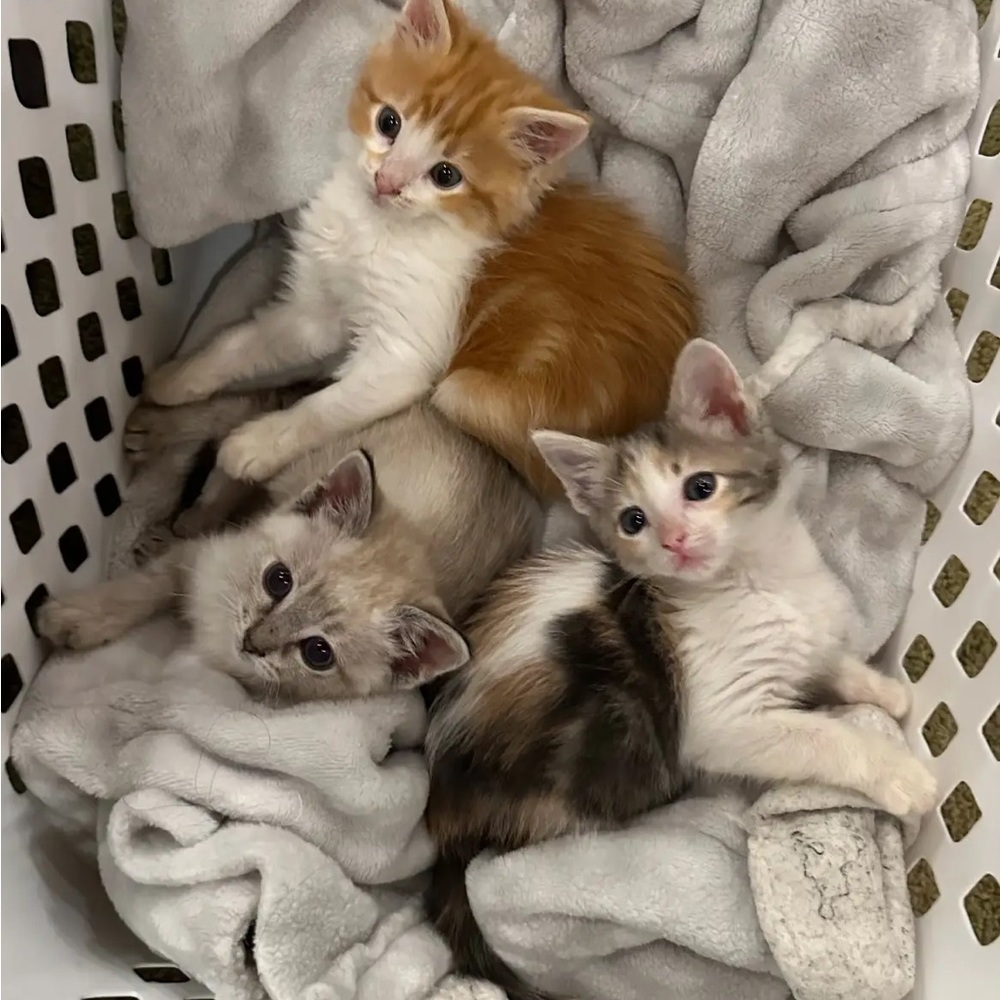 Meet your Posher, Ana